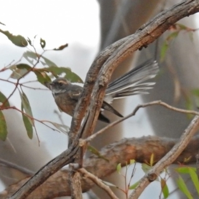 Rhipidura albiscapa (Grey Fantail) at Greenway, ACT - 8 Dec 2019 by RodDeb