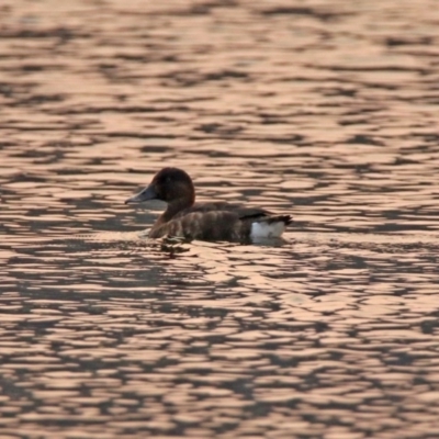 Aythya australis (Hardhead) at Greenway, ACT - 8 Dec 2019 by RodDeb