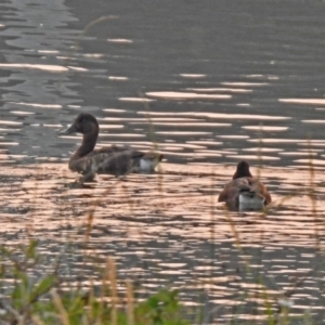 Aythya australis at Greenway, ACT - 8 Dec 2019