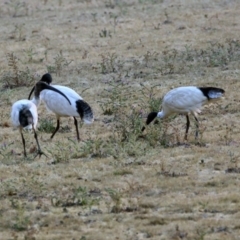 Threskiornis molucca (Australian White Ibis) at Greenway, ACT - 8 Dec 2019 by RodDeb