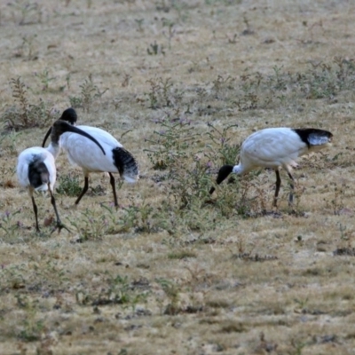 Threskiornis molucca (Australian White Ibis) at Greenway, ACT - 8 Dec 2019 by RodDeb