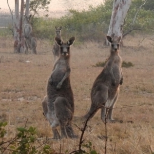 Macropus giganteus at Greenway, ACT - 8 Dec 2019