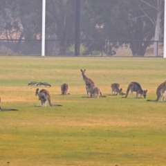 Macropus giganteus at Greenway, ACT - 8 Dec 2019 07:01 PM