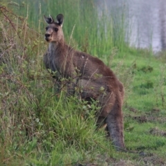 Macropus giganteus at Greenway, ACT - 8 Dec 2019 07:01 PM