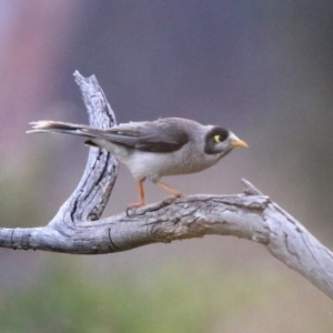 Manorina melanocephala at Greenway, ACT - 8 Dec 2019 07:14 PM