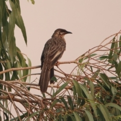 Anthochaera carunculata (Red Wattlebird) at Greenway, ACT - 8 Dec 2019 by RodDeb