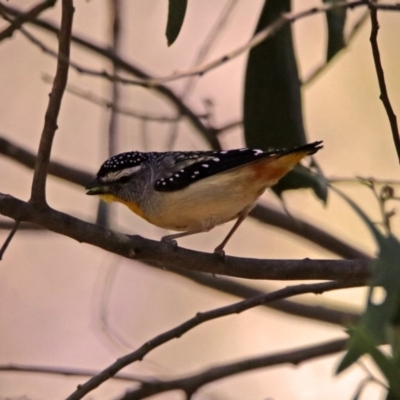 Pardalotus punctatus (Spotted Pardalote) at Greenway, ACT - 8 Dec 2019 by RodDeb