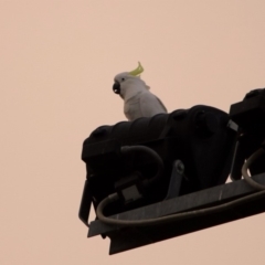 Cacatua galerita (Sulphur-crested Cockatoo) at Greenway, ACT - 8 Dec 2019 by RodDeb