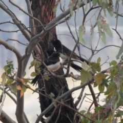 Rhipidura leucophrys (Willie Wagtail) at Greenway, ACT - 8 Dec 2019 by RodDeb