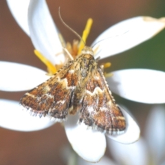 Oenogenes fugalis (A Pyralid moth) at Namadgi National Park - 7 Dec 2019 by Harrisi
