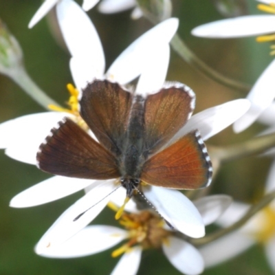 Neolucia agricola (Fringed Heath-blue) at Namadgi National Park - 7 Dec 2019 by Harrisi