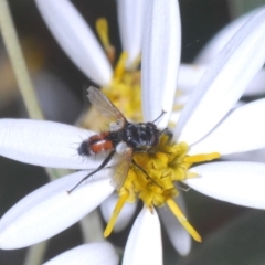 Cylindromyia sp. (genus) (Bristle fly) at Brindabella, NSW - 7 Dec 2019 by Harrisi