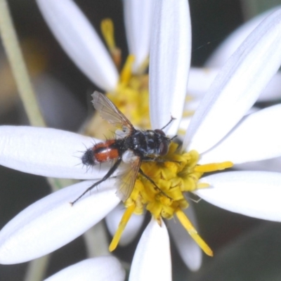 Cylindromyia sp. (genus) (Bristle fly) at Brindabella, NSW - 7 Dec 2019 by Harrisi