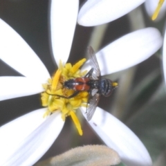 Cylindromyia sp. (genus) at Brindabella, NSW - 7 Dec 2019 04:10 PM