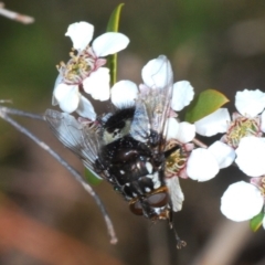 Amphibolia (Amphibolia) sp. (genus & subgenus) (A Bristle fly) at Namadgi National Park - 7 Dec 2019 by Harrisi