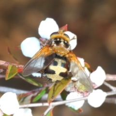 Microtropesa sp. (genus) (Tachinid fly) at Namadgi National Park - 7 Dec 2019 by Harrisi