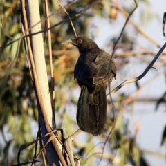 Corcorax melanorhamphos (White-winged Chough) at Googong, NSW - 7 Dec 2019 by Wandiyali