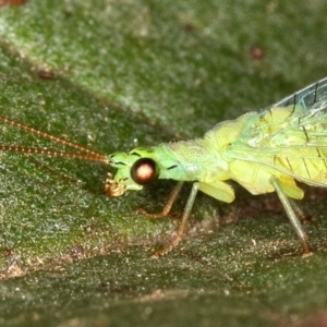 Mallada signatus at Kambah, ACT - 9 Dec 2019 06:11 PM