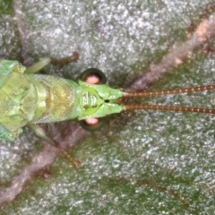 Mallada signatus at Kambah, ACT - 9 Dec 2019 06:11 PM