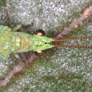 Mallada signatus at Kambah, ACT - 9 Dec 2019 06:11 PM