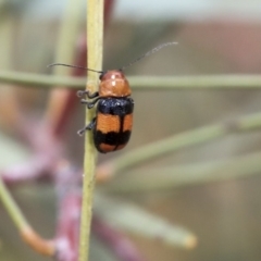 Aporocera (Aporocera) jocosa (Leaf beetle) at Scullin, ACT - 9 Dec 2019 by AlisonMilton