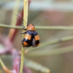 Aporocera (Aporocera) jocosa at Scullin, ACT - 9 Dec 2019