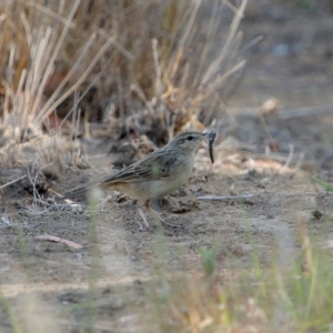 Cincloramphus mathewsi at Burradoo, NSW - 10 Dec 2019