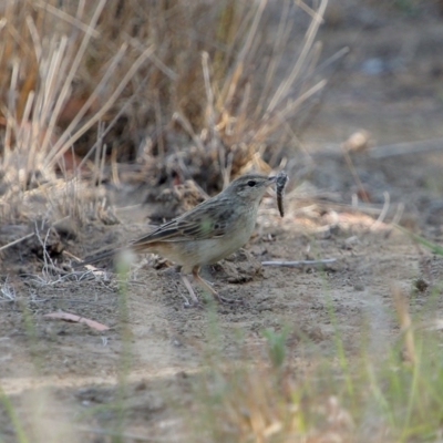 Cincloramphus mathewsi (Rufous Songlark) at Burradoo - 9 Dec 2019 by Snowflake