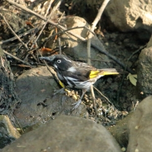 Phylidonyris novaehollandiae at Bowral, NSW - 10 Dec 2019 06:52 AM