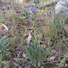 Echium vulgare (Vipers Bugloss) at Gigerline Nature Reserve - 11 Nov 2019 by michaelb