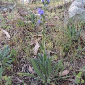 Echium vulgare at Tennent, ACT - 11 Nov 2019 07:44 PM