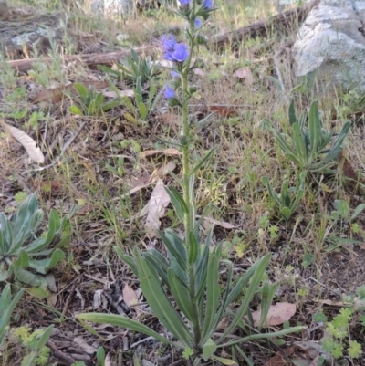 Echium vulgare (Vipers Bugloss) at Tennent, ACT - 11 Nov 2019 by michaelb
