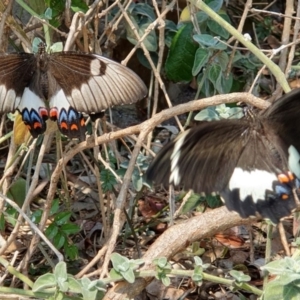 Papilio aegeus at Wallaga Lake, NSW - 5 Dec 2019 01:54 PM