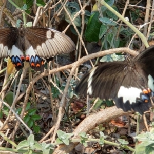 Papilio aegeus at Wallaga Lake, NSW - 5 Dec 2019