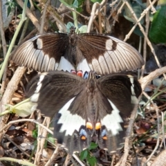 Papilio aegeus at Wallaga Lake, NSW - 5 Dec 2019 01:54 PM