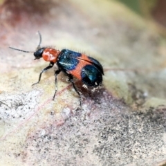 Dicranolaius cinctus (Notched-leg Red & Blue Flower Beetle) at Scullin, ACT - 9 Dec 2019 by AlisonMilton