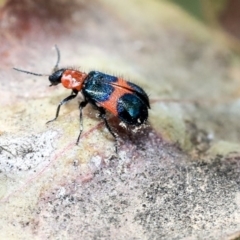 Dicranolaius bellulus (Red and Blue Pollen Beetle) at Scullin, ACT - 9 Dec 2019 by AlisonMilton