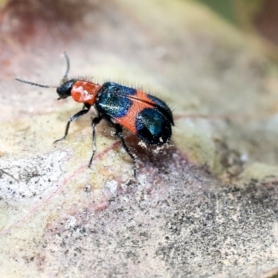 Dicranolaius bellulus (Red and Blue Pollen Beetle) at Scullin, ACT - 8 Dec 2019 by AlisonMilton
