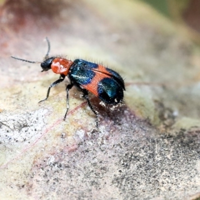 Dicranolaius cinctus (Notched-leg Red & Blue Flower Beetle) at Scullin, ACT - 9 Dec 2019 by AlisonMilton
