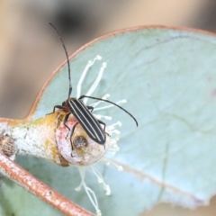 Syllitus rectus (Longhorn beetle) at Scullin, ACT - 9 Dec 2019 by AlisonMilton