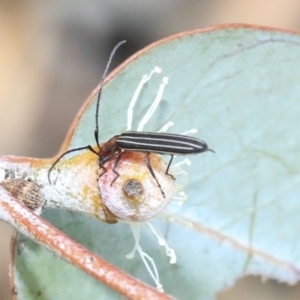 Syllitus rectus at Scullin, ACT - 9 Dec 2019