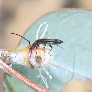 Syllitus rectus at Scullin, ACT - 9 Dec 2019