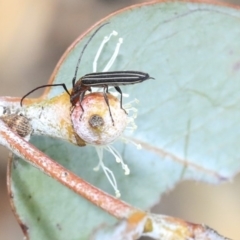 Syllitus rectus at Scullin, ACT - 9 Dec 2019