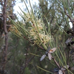 Hakea microcarpa (Small-fruit Hakea) at Gigerline Nature Reserve - 11 Nov 2019 by michaelb