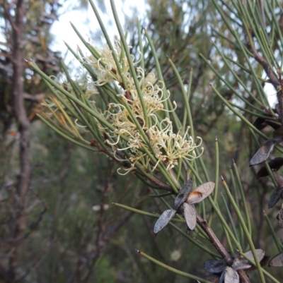 Hakea microcarpa (Small-fruit Hakea) at Tennent, ACT - 11 Nov 2019 by MichaelBedingfield