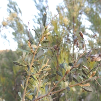 Bursaria spinosa (Native Blackthorn, Sweet Bursaria) at Gigerline Nature Reserve - 11 Nov 2019 by michaelb