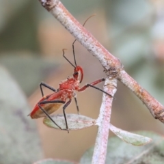 Gminatus australis (Orange assassin bug) at Scullin, ACT - 9 Dec 2019 by AlisonMilton