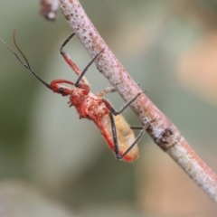 Gminatus australis at Scullin, ACT - 9 Dec 2019 10:09 AM