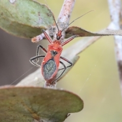 Gminatus australis at Scullin, ACT - 9 Dec 2019