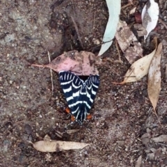 Comocrus behri (Mistletoe Day Moth) at Paddys River, ACT - 10 Dec 2019 by KMcCue